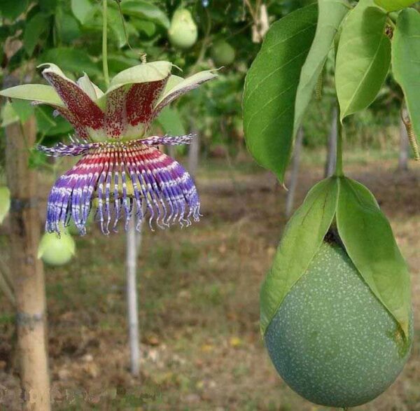 Passiflora maliformis - Passion Fruit Apple, Passionflower Maracuja, Sweet Cave, Sweet Calabash, Conch Apple, Wild Purple Passionfruit, Sweet Cup