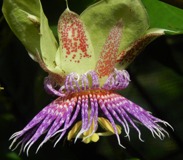 Passiflora maliformis - Passion Fruit Apple, Passionflower Maracuja, Sweet Cave, Sweet Calabash, Conch Apple, Wild Purple Passionfruit, Sweet Cup - Image 3
