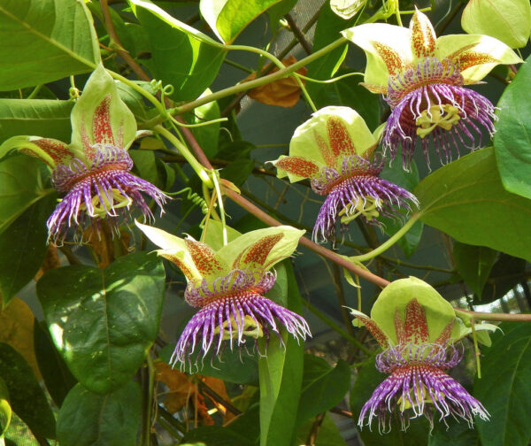 Passiflora maliformis - Passion Fruit Apple, Passionflower Maracuja, Sweet Cave, Sweet Calabash, Conch Apple, Wild Purple Passionfruit, Sweet Cup - Image 5