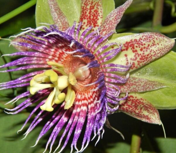 Passiflora maliformis - Passion Fruit Apple, Passionflower Maracuja, Sweet Cave, Sweet Calabash, Conch Apple, Wild Purple Passionfruit, Sweet Cup - Image 7