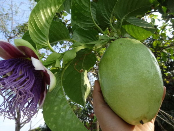 Passiflora maliformis - Passion Fruit Apple, Passionflower Maracuja, Sweet Cave, Sweet Calabash, Conch Apple, Wild Purple Passionfruit, Sweet Cup - Image 8