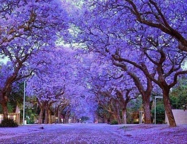 Paulownia tomentosa - Princess tree, Empress Tree