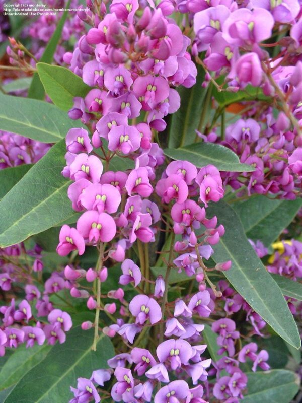 Hardenbergia violacea 'Climbing Form' - Climbing Coral Pea, False Sarsaparilla, Vine Lilás (Rosea), Pink Happy Wanderer - Image 6