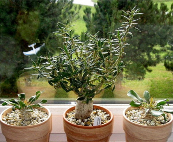 Pachypodium saundersii - Kudu Lily, Lundi Star - Image 3