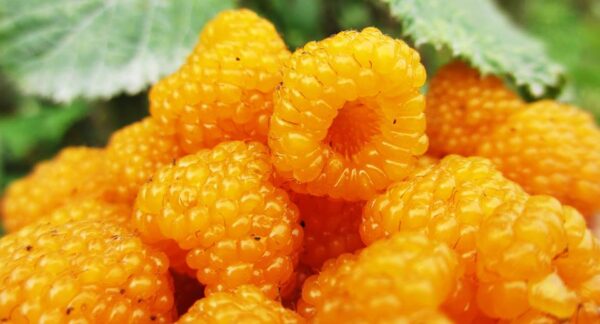 Rubus ellipticus - Golden Himalayan Raspberry, Yellow Raspberry - Image 4
