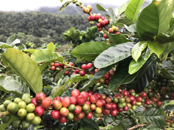 Coffea arabica var. geisha - Geisha Coffee, Arabian Coffee,  Arabica Coffee