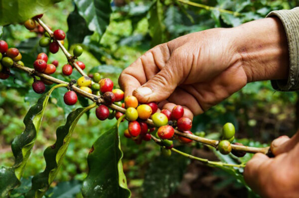 Coffea arabica var. geisha - Geisha Coffee, Arabian Coffee,  Arabica Coffee - Image 2