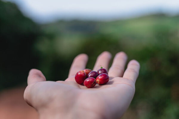 Coffea arabica var. geisha - Geisha Coffee, Arabian Coffee,  Arabica Coffee - Image 3