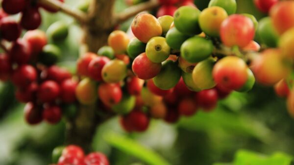 Coffea arabica var. geisha - Geisha Coffee, Arabian Coffee,  Arabica Coffee - Image 4