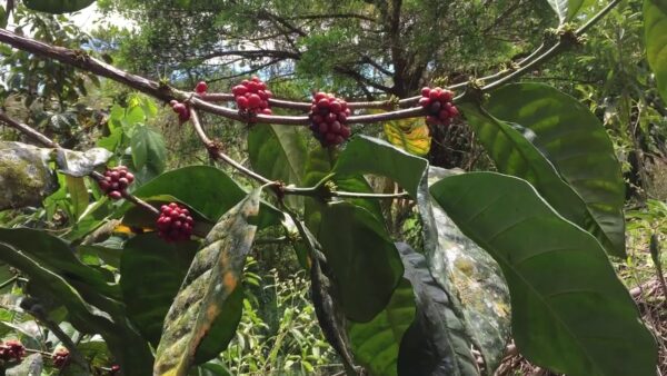 Coffea liberica - Liberian Coffee - Image 4