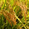 Oryza sativa - Black Madras Ornamental Rice - Image 2