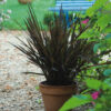 Oryza sativa - Black Madras Ornamental Rice - Image 3