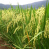 Oryza sativa - Black Madras Ornamental Rice - Image 4