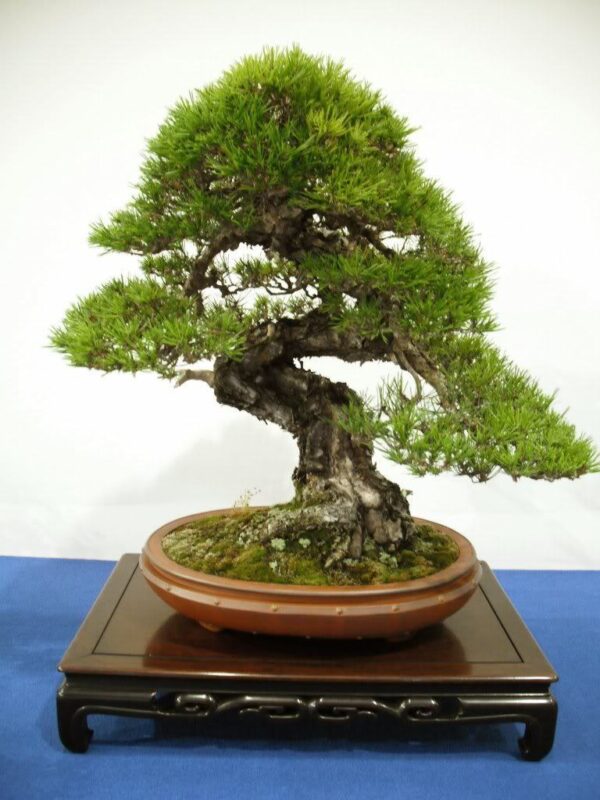 Pinus densiflora - Red japanese pine tree, japanese red pine, akamatsu - Image 3