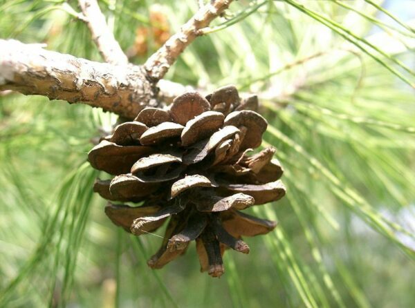 Pinus densiflora - Red japanese pine tree, japanese red pine, akamatsu - Image 4