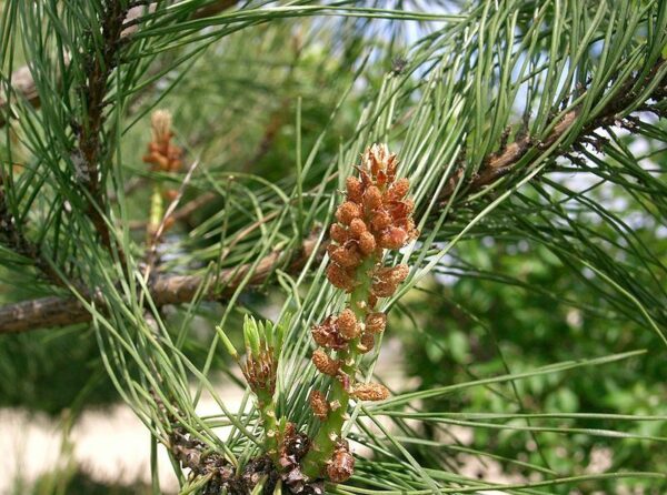 Pinus densiflora - Red japanese pine tree, japanese red pine, akamatsu - Image 6
