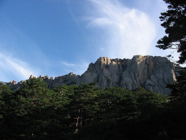 Pinus densiflora - Red japanese pine tree, japanese red pine, akamatsu - Image 10