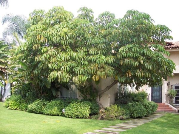 Schefflera actinophylla - Umbrella Tree - Image 4