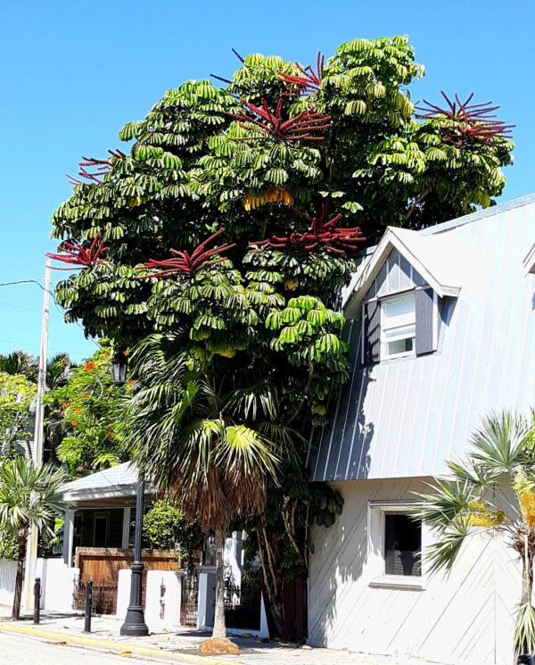 Schefflera actinophylla - Umbrella Tree - Image 10