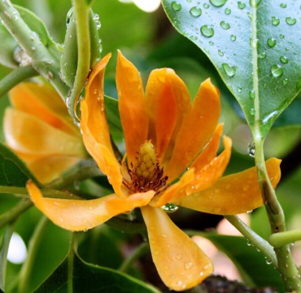 Magnolia champaca - Joy Perfume Tree
