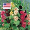 Alcea rosea 'Chater's Double Carnival Mix' - Alcea, Atléia, Royal Malva, Malvaisco, Hollyhock - Image 2