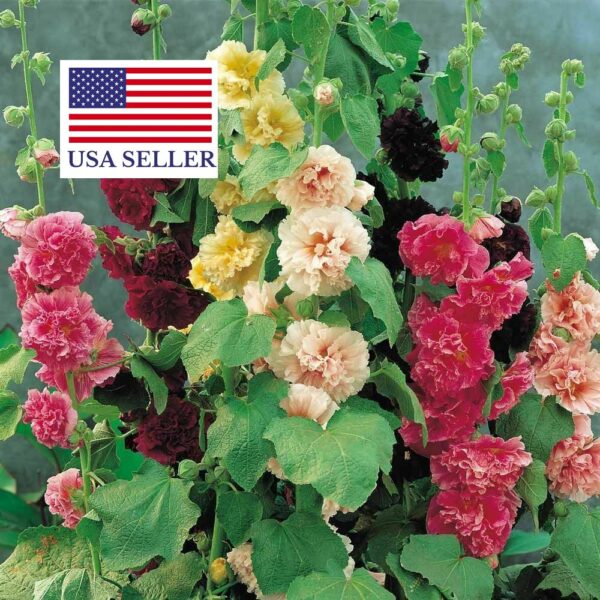 Alcea rosea 'Chater's Double Carnival Mix' - Alcea, Atléia, Royal Malva, Malvaisco, Hollyhock - Image 2