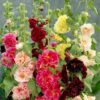 Alcea rosea 'Chater's Double Carnival Mix' - Alcea, Atléia, Royal Malva, Malvaisco, Hollyhock - Image 4