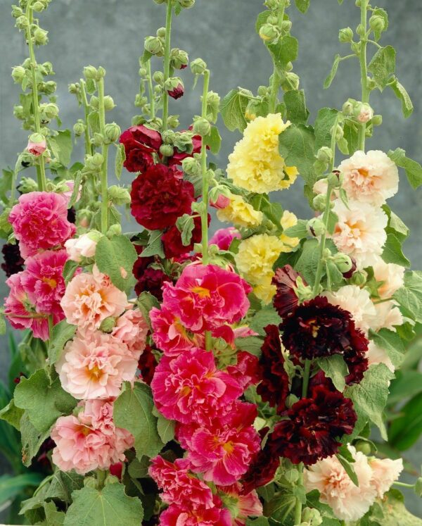 Alcea rosea 'Chater's Double Carnival Mix' - Alcea, Atléia, Royal Malva, Malvaisco, Hollyhock - Image 4