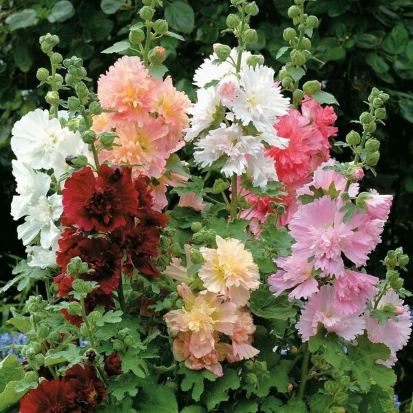 Alcea rosea 'Chater's Double Carnival Mix' - Alcea, Atléia, Royal Malva, Malvaisco, Hollyhock - Image 5