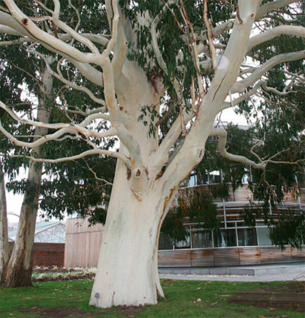 Eucalyptus dalrympleana - Mountain White Gum