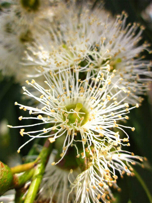 Eucalyptus dalrympleana - Mountain White Gum - Image 4
