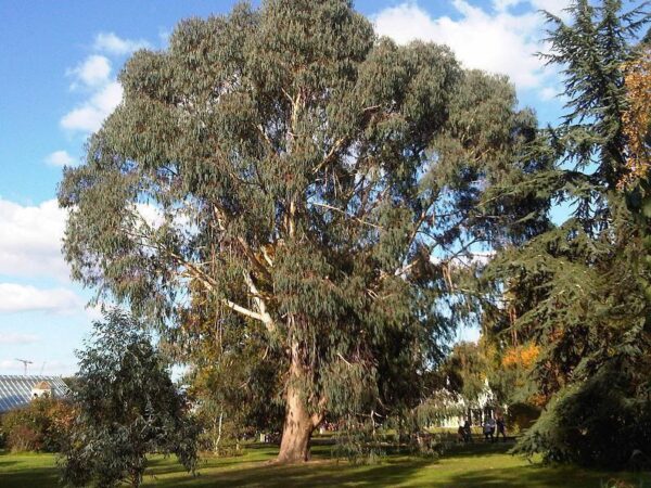 Eucalyptus dalrympleana - Mountain White Gum - Image 7