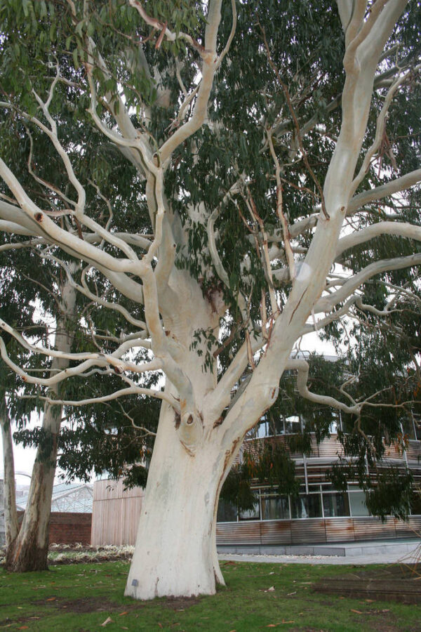 Eucalyptus dalrympleana - Mountain White Gum - Image 8