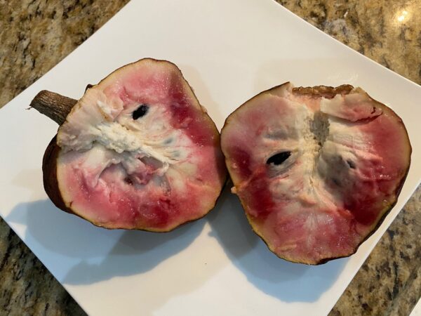 Annona reticulata - Wild Sweetsop, Custard Apple, Soursop, Bullocks Heart - Image 4