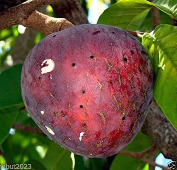 Annona reticulata - Wild Sweetsop, Custard Apple, Soursop, Bullocks Heart - Image 7