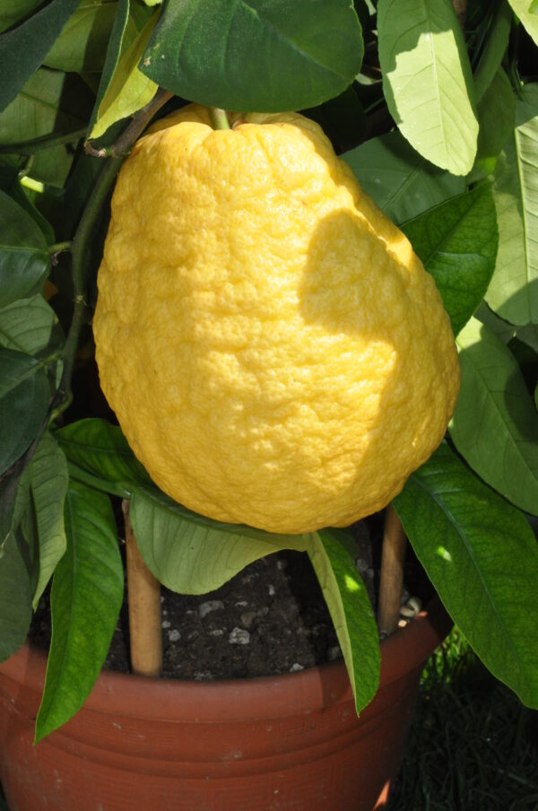 Citrus medica / Citrus alata / Citrus bicolor - Toronja Dedos, Citron, Cedrate