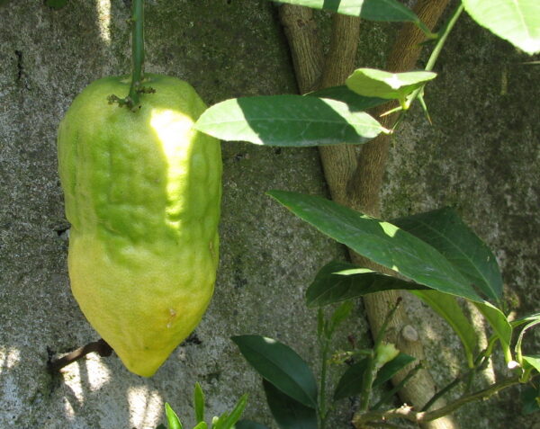 Citrus medica / Citrus alata / Citrus bicolor - Toronja Dedos, Citron, Cedrate - Image 4