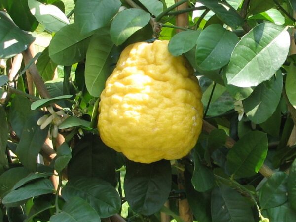 Citrus medica / Citrus alata / Citrus bicolor - Toronja Dedos, Citron, Cedrate - Image 5
