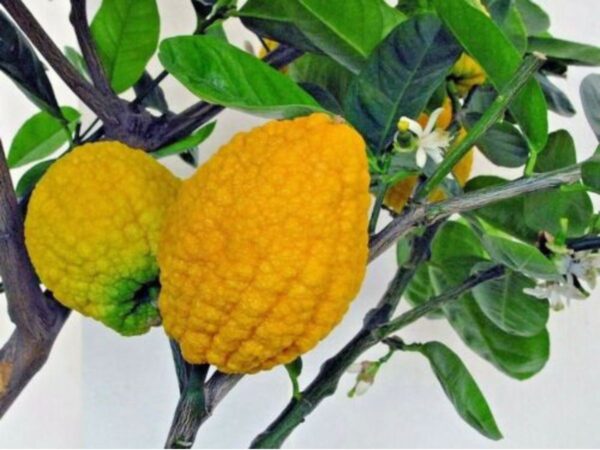 Citrus medica / Citrus alata / Citrus bicolor - Toronja Dedos, Citron, Cedrate - Image 8