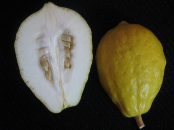 Citrus medica / Citrus alata / Citrus bicolor - Toronja Dedos, Citron, Cedrate - Image 9