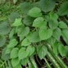 Dioscorea alata / Dioscorea rubella / Elephantodon eburnea - Purple yam, Ube, Greater Yam - Image 2
