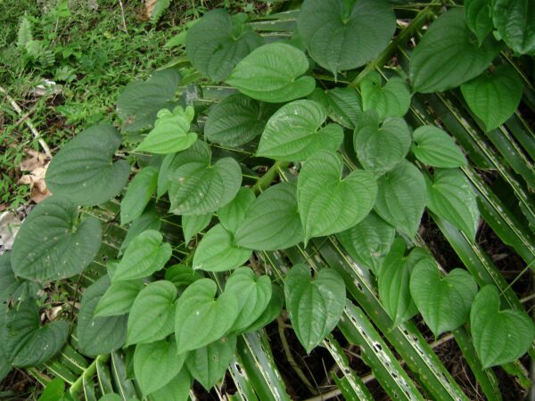 Dioscorea alata / Dioscorea rubella / Elephantodon eburnea - Purple yam, Ube, Greater Yam - Image 2
