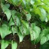 Dioscorea alata / Dioscorea rubella / Elephantodon eburnea - Purple yam, Ube, Greater Yam - Image 3