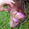 Dioscorea alata / Dioscorea rubella / Elephantodon eburnea - Purple yam, Ube, Greater Yam - Image 5
