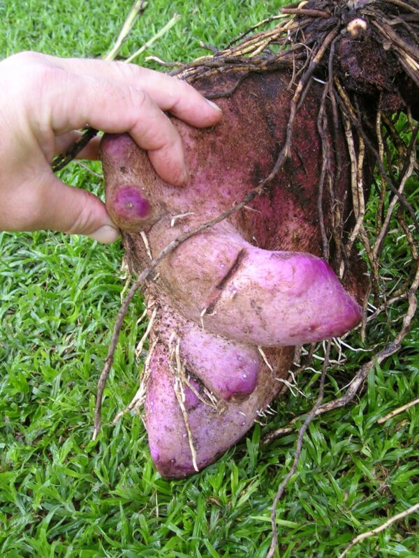 Dioscorea alata / Dioscorea rubella / Elephantodon eburnea - Purple yam, Ube, Greater Yam - Image 5