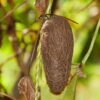 Dioscorea alata / Dioscorea rubella / Elephantodon eburnea - Purple yam, Ube, Greater Yam - Image 6