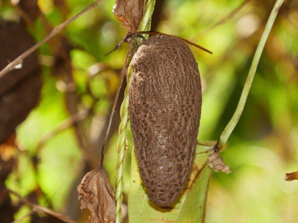 Dioscorea alata / Dioscorea rubella / Elephantodon eburnea - Purple yam, Ube, Greater Yam - Image 6