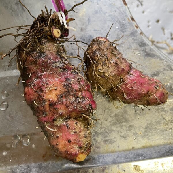 Dioscorea alata / Dioscorea rubella / Elephantodon eburnea - Purple yam, Ube, Greater Yam - Image 7