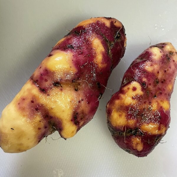 Dioscorea alata / Dioscorea rubella / Elephantodon eburnea - Purple yam, Ube, Greater Yam - Image 8