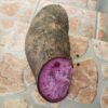 Dioscorea alata / Dioscorea rubella / Elephantodon eburnea - Purple yam, Ube, Greater Yam - Image 9
